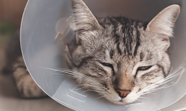 Cat wearing cone after veterinary surgery