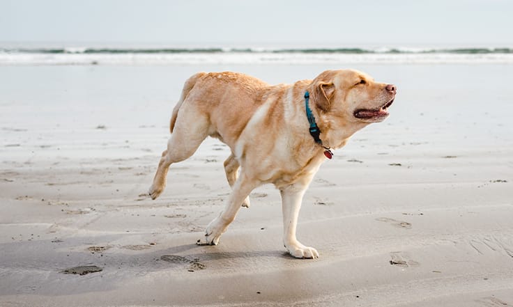 Golden lab running at beach